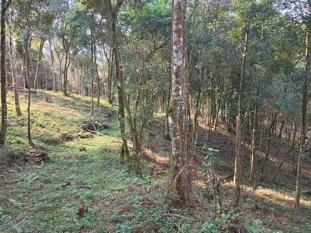 #98 - Chácara para Venda em Curitiba - PR - 3